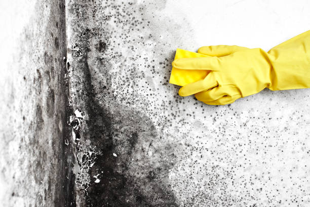 Best Real Estate Mold Inspection  in Paradise Hills, NM