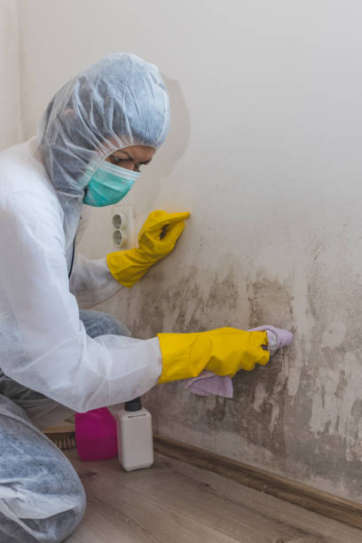 Best Post-Remediation Verification Testing  in Paradise Hills, NM